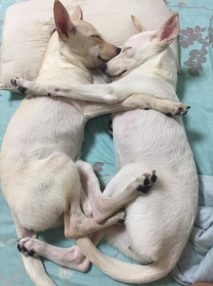 田园汪兄妹情深似海，然而因为这事它们翻脸了！