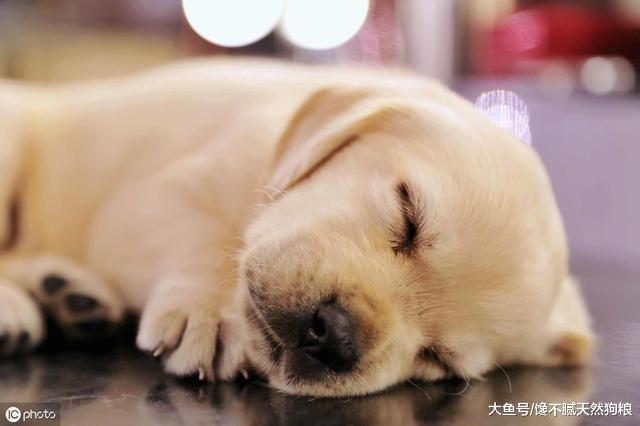 狗狗睡觉有这5个动作，说明没白养，因为它已经认你为主了