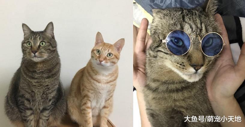 萌虎斑6年肿8公斤变厌世肥脸大叔下巴失踪，猫奴坚定：它是毛澎