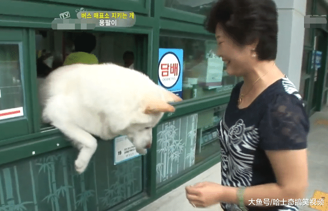 狗狗当上了“售货员”，还会自己开门营业，真是操碎了心