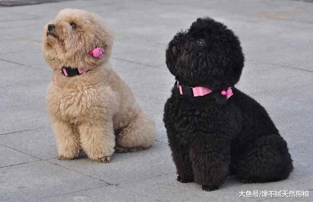 想养贵宾犬？劝你养黑色的，这5个优点，人人都说好