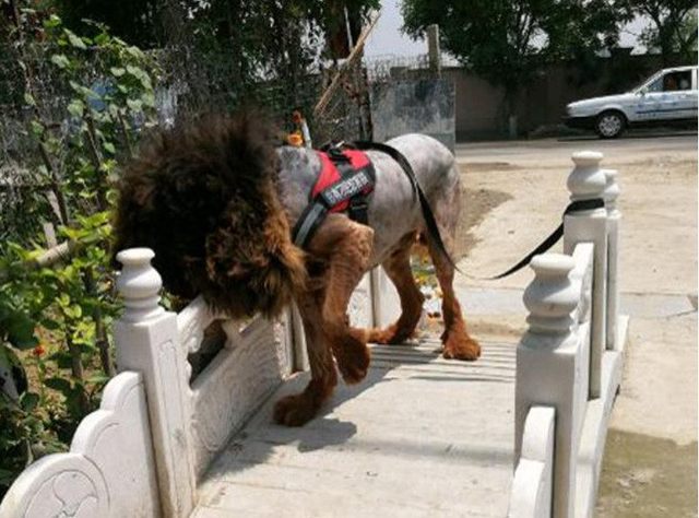 男子带着藏獒去剃毛，剃完毛后，藏獒看着自己这模样都快崩溃了