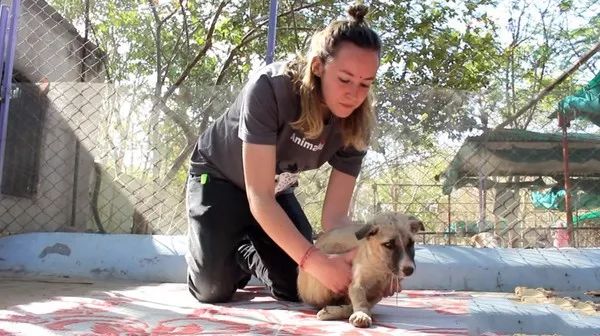 流浪幼犬遭车祸，颈部90度后折！然而救援人员并没有放弃……