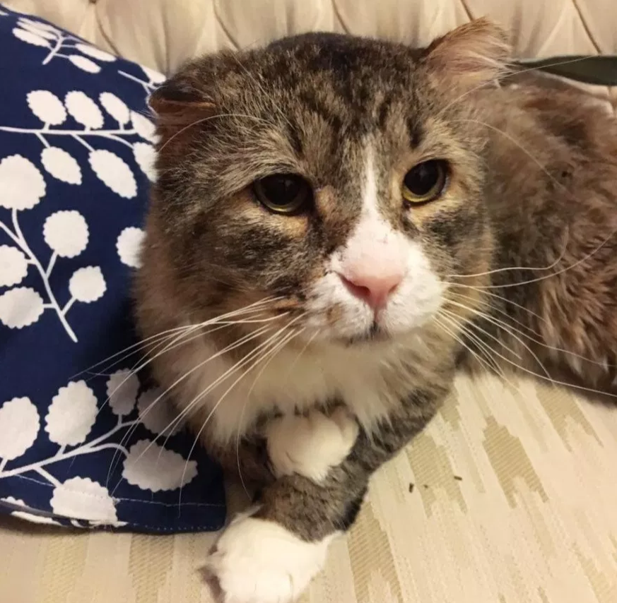 饥肠辘辘的流浪猫向女子讨食吃，女子见它虚弱不堪，索性带回了家