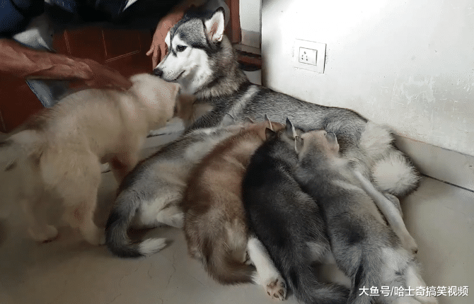 二哈生宝宝后越来越瘦，看到奶狗才明白，还好主人回来早点