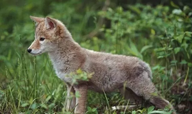 捡到小土狗交给了警察，兽医瞧了半天：你捡的可不是狗啊