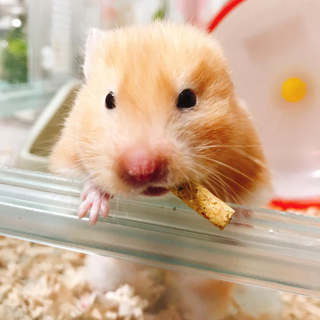 女生养仓鼠的5大原因，作为男生，您知道吗？