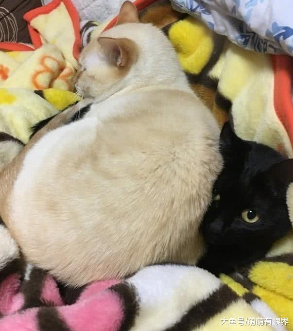 白猫从小就喜欢黏着黑猫，长成一大坨了还这样，黑猫：在夹缝中生存