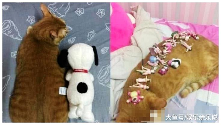 男子养了两只猫咪，每天待遇相同，一年后橘猫的样子让他傻眼了