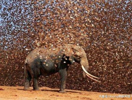 动物界规模最大的战斗，30万只麻雀攻击大象，场面太壮观