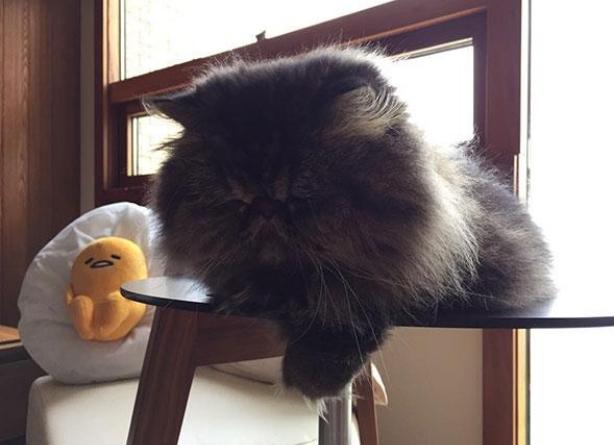 郑伊健在香港的家：卧室布置真有情调，难怪跟老婆一直那么恩爱了