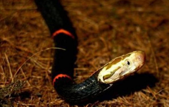 「」中国“脾气”最大的蛇，被抓到之后，宁愿饿死也不愿进食！