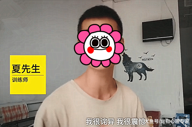 女子把萨摩耶送去培训，不料回家后生下一只边牧：它还是个孩子