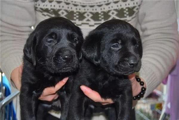 为研究新技术，狗狗被拔牙后实施安乐死，网友：太残忍了！