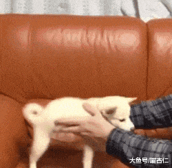 猫咪跑出去玩，回来却带回一只模样相似的小奶猫，喵：这我儿子