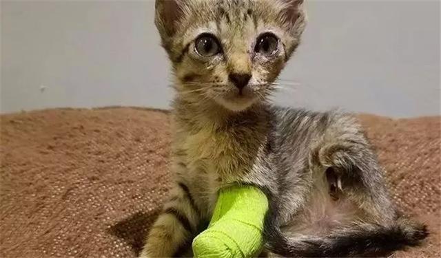 狸花猫因鼠患失去双腿，在野外求生时获救，装上假体开始新生活！