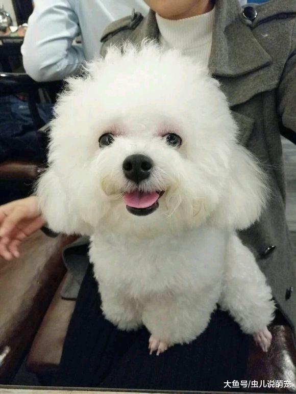 比熊犬跟着铲屎官出去“吃饭”, 比熊犬: 这下满足了!