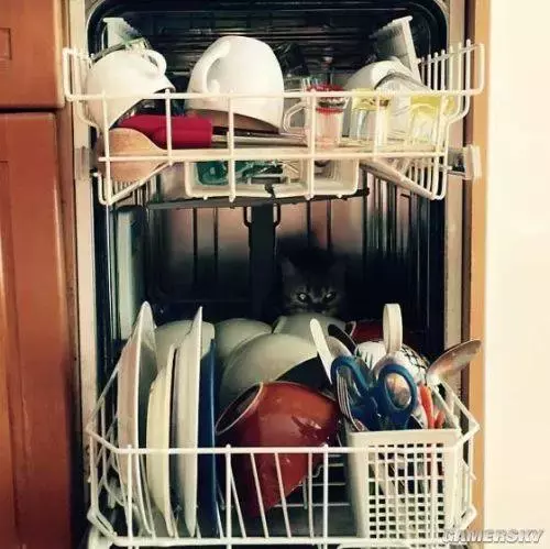 为什么我觉得猫是很恐怖的动物呢？