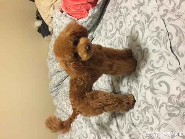 泰迪犬真的要断尾吗? 但确实有这5个好处!