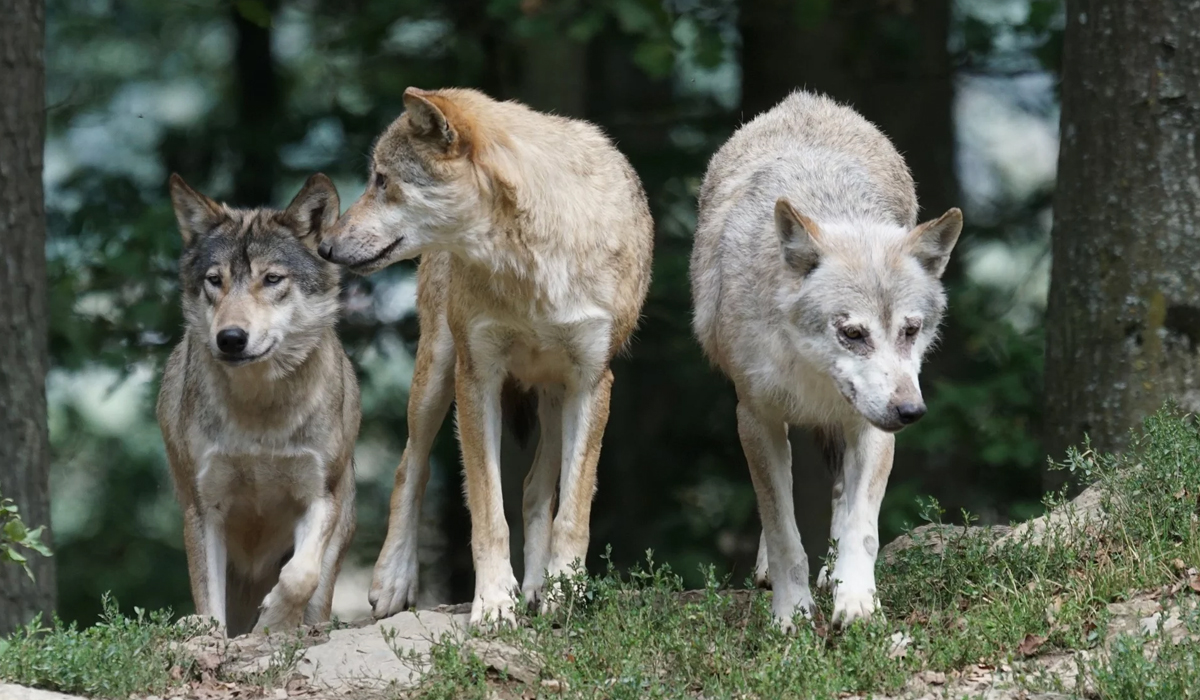 藏獒打不赢老虎我们都知道，那它能打赢雌狮吗？