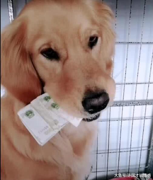 金毛叼着一沓钞票，说什么都不肯归还，主人无奈只好使出杀手锏！