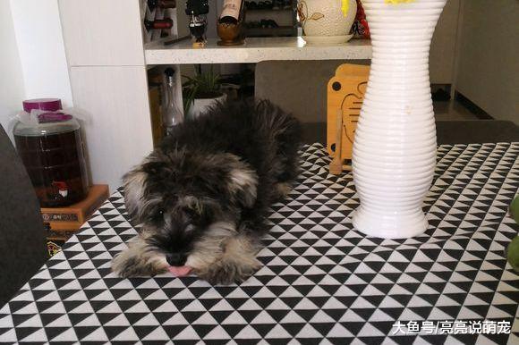 网友看着雪纳瑞的毛太乱，带它去做了个美容，狗：不满意！