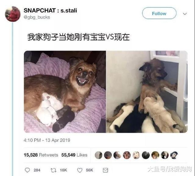 家里的狗子第一天当妈VS现在，这也太真实了吧