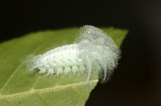 美丽的蝴蝶，来自它们更漂亮的毛毛虫