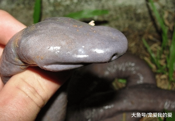 男子雨林探险时发现这个奇怪生物，独特长相让人看一眼就能记住！