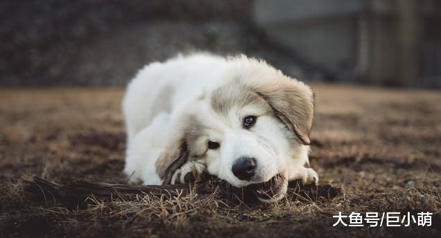 如何让狗狗听话？主人要从小让它做正确的事情，养成好习惯