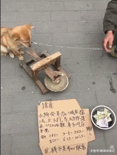 田园犬在街头敲锣卖艺，而且还精通算法，汪：为这个家付出了太多