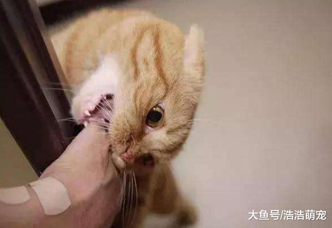 貓咪為什么喜歡咬你的手？意思有5個，也是喜歡你的表現