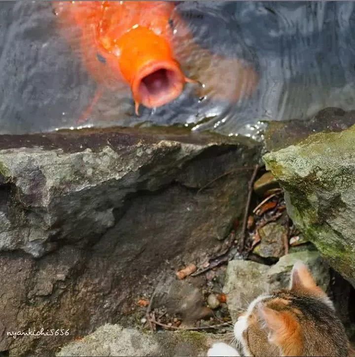 他拍摄的流浪猫，个个儿都生龙活虎，快活得让家喵羡慕……