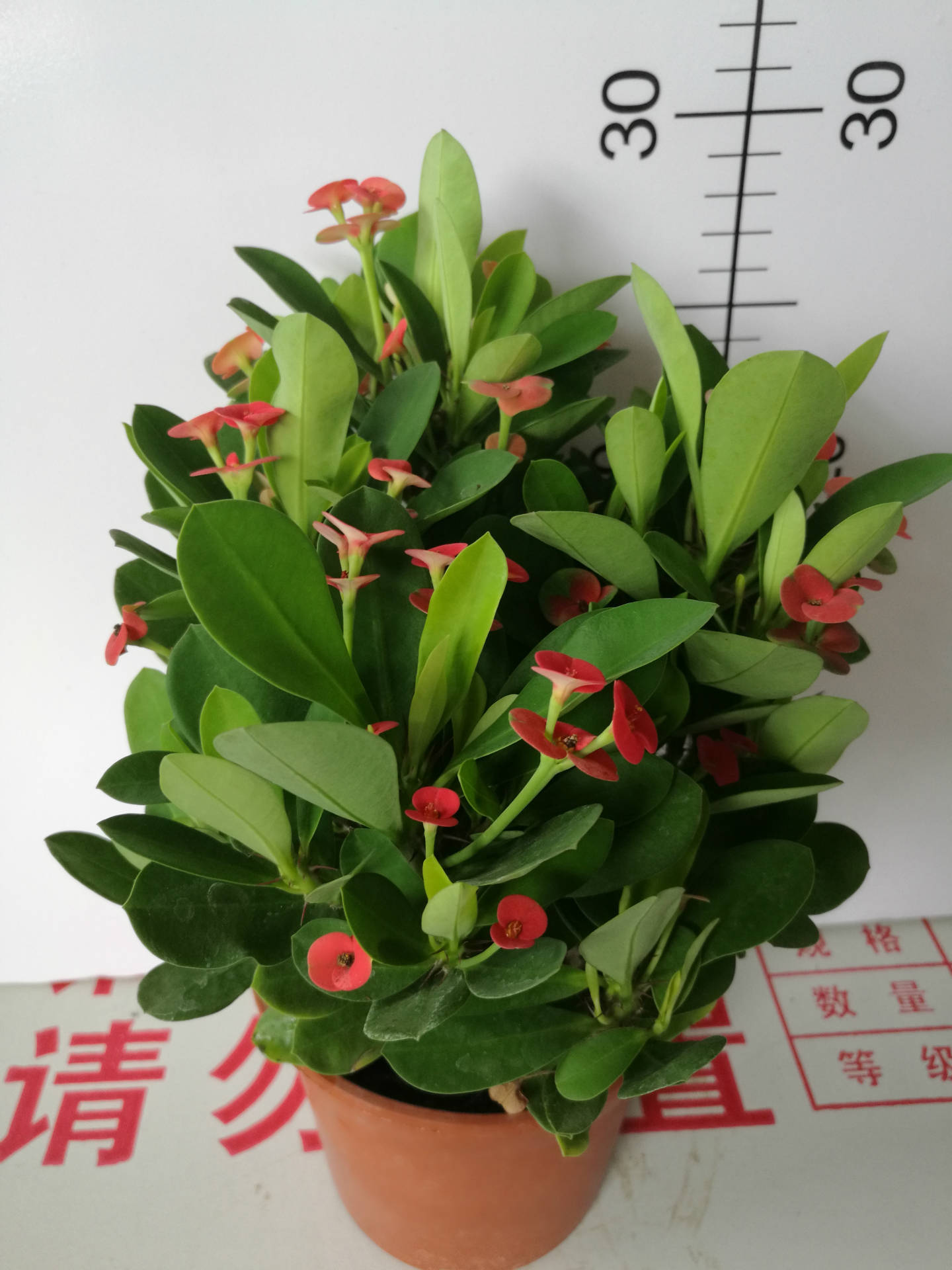 如何养护铁海棠，养护铁海棠时需要注意什么
