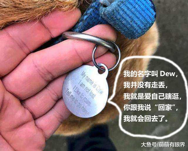 途遇一只走失的拉布拉多，本想好心帮忙找主人，怎料看到狗牌笑出猪叫，竟是一只“声控狗”？