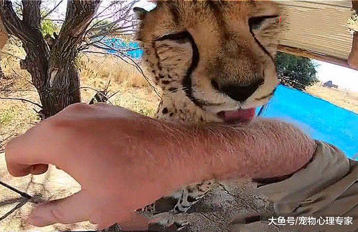 想看看猎豹的舌头有多厉害，男子主动献上胳膊，随后脸都绿了