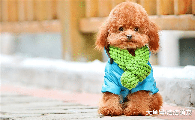 想让泰迪活得更长久, 就不要给它吃下面6种食物, 不然会害了它