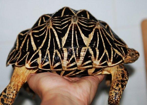 地球上5大最难饲养的陆龟，第一通常会暴毙，你养过几种？