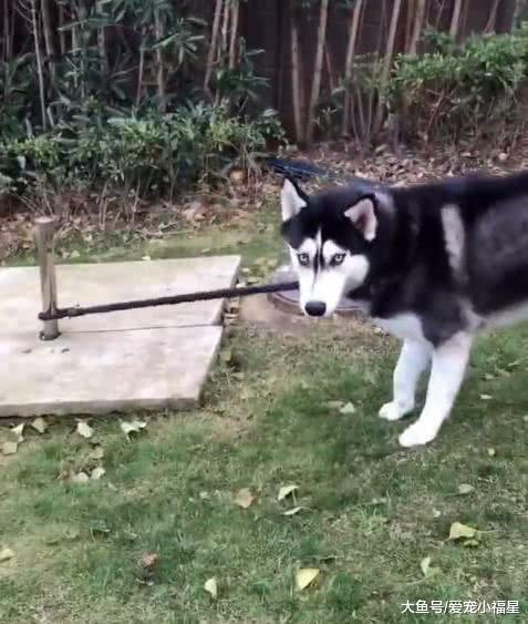 主人將兩只哈士奇用繩子拴住，結果二哈之間智商的差距顯露無疑！