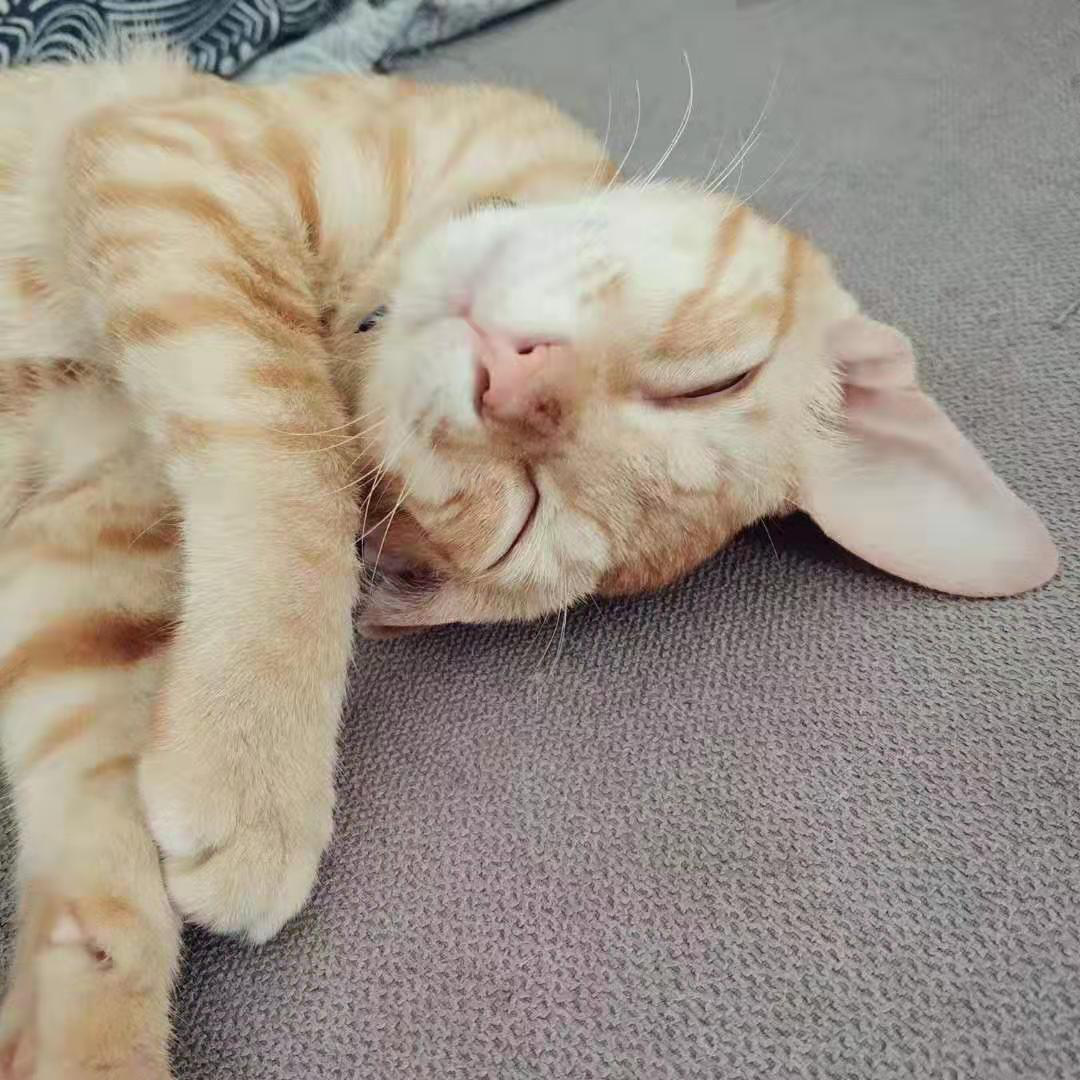 流浪猫拯救计划，一开始你没得选择，现在你要自由还是安稳？