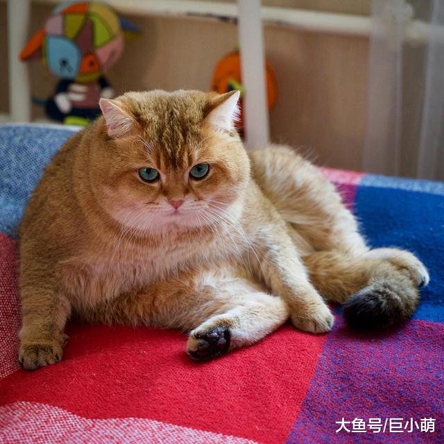 懒猫坐拥76万粉丝，靠吃喝玩乐卖萌为生，却热心公益救助流浪猫