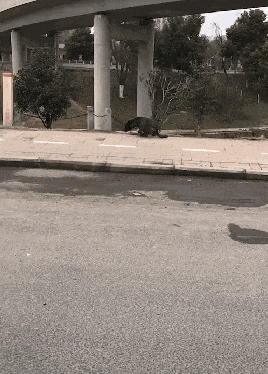 狗用两条前腿在路上飞奔, 网友看后傻眼了: 快让道, 这狗要起飞