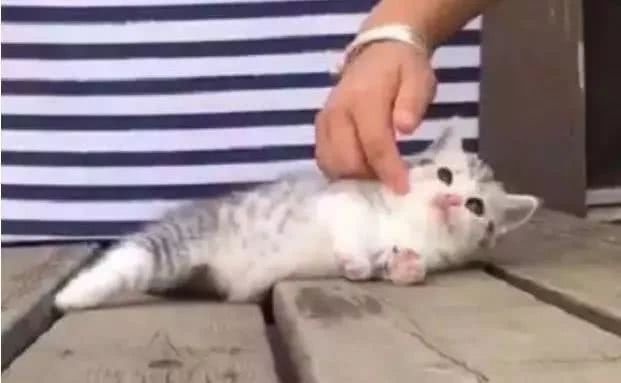 小奶猫一碰就倒地不起：你把我碰倒了，没有两包小鱼干我不起来！