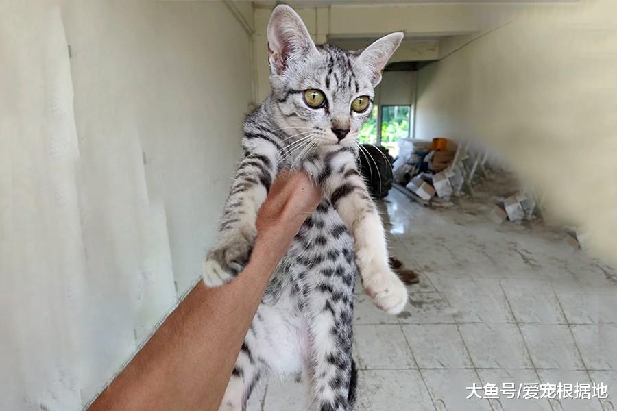 猫主因搬家发布领养信息，12只猫被弃烂尾楼，被拆穿后疯狂打脸