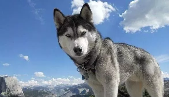 为什么不着调的“二哈”，可以有组织有纪律地拉雪橇？