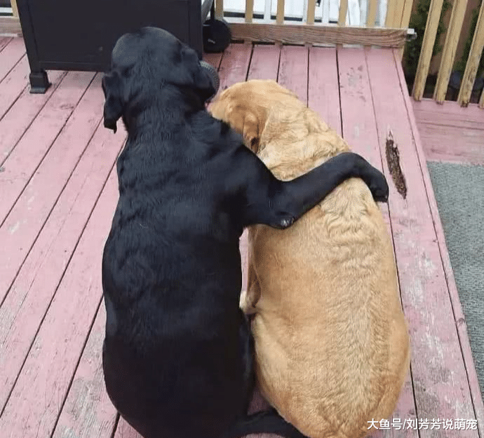 男子家无公狗，母狗关在家里却怀孕了，小狗出生看到狗子爹傻眼了