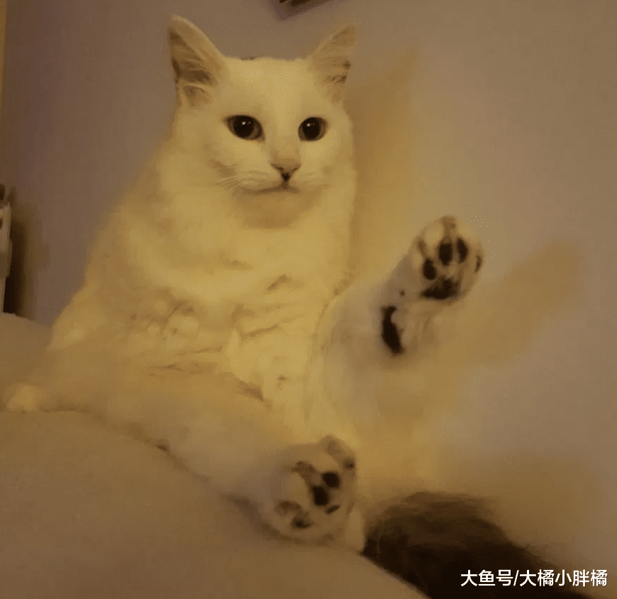 小伙捡回一只流浪猫，养了1个月后模样大变，从短毛变成了长毛猫