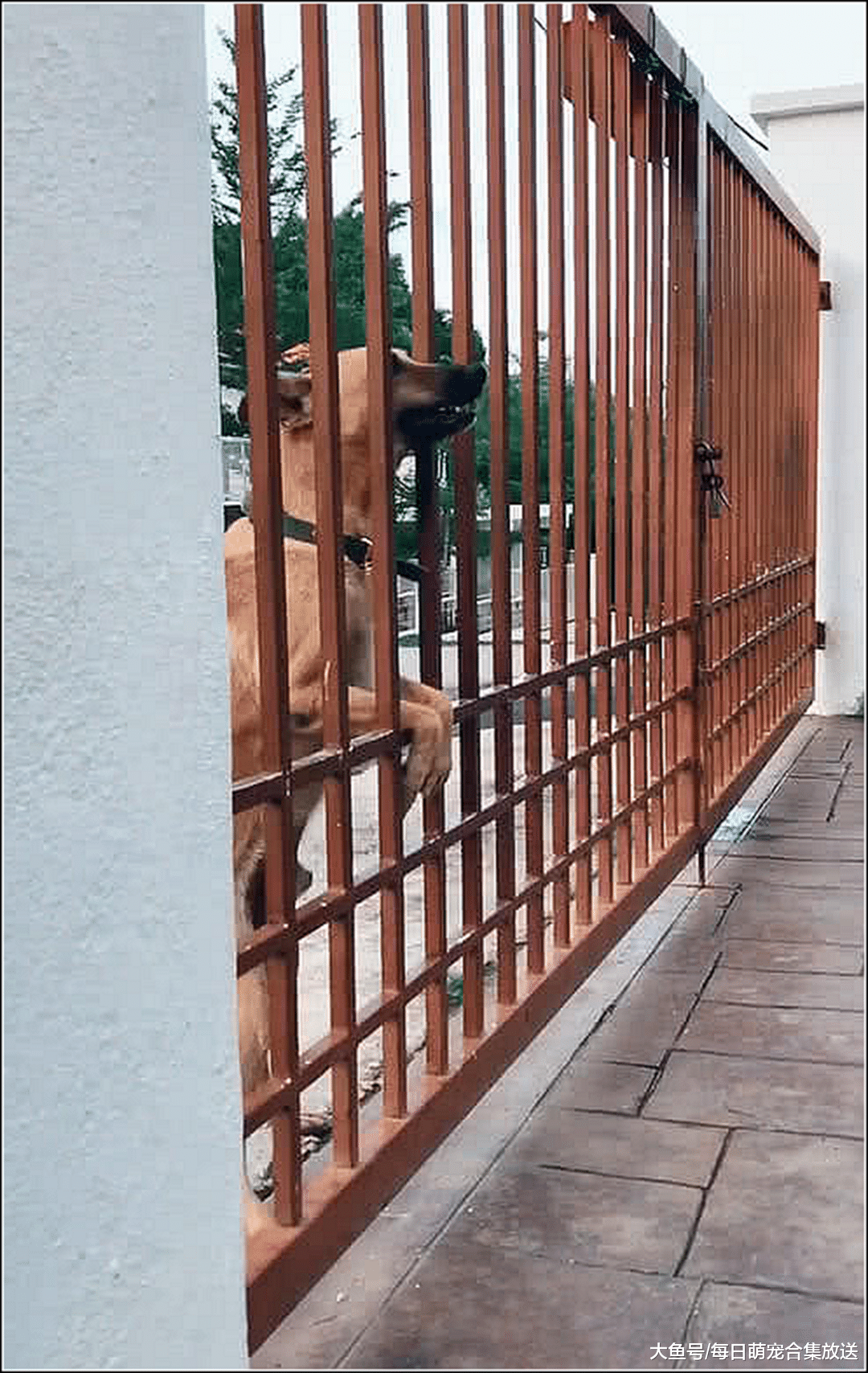男子隔着铁门骂德牧，还说炖了它吃狗肉汤，随后一幕男子不淡定了