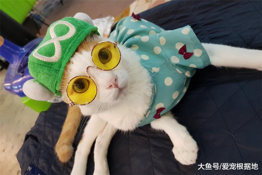 残疾猫被嫌弃，无人领养，遇到她之后被宠成了小公主！
