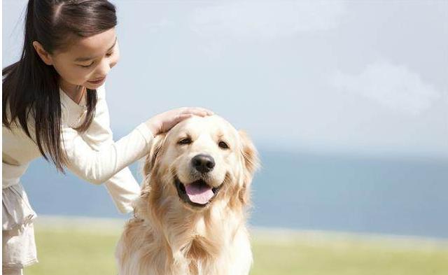 一条狗, 越信任你把你当主人, 越会有这5大表现, 你家狗狗有吗?